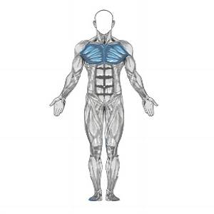 Dumbbell Decline Bench Press