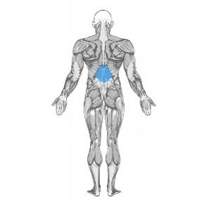 Bent Over Barbell Row
